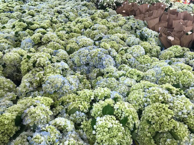 Đám cưới tiền tỷ tại Quảng Ninh với sự góp mặt của nhiều ngôi sao nổi tiếng, mời 1000 khách khiến MXH ngất ngây